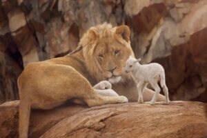 A lion lying down with 2 lambs - photo by kristilinton istock