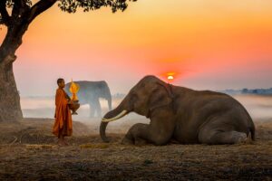 A novice buddhist monk with an elephant at dawn - photo by thirawatana phaisalratana from istock