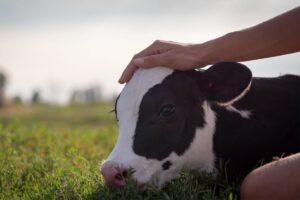 Young calf being stroked in a green field - photo by hquality from adobestock 1200x800