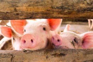 3 pigs in a stall - istock