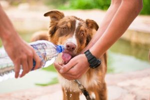 Dog drinking water from a bottle - 5033181 from pixabay