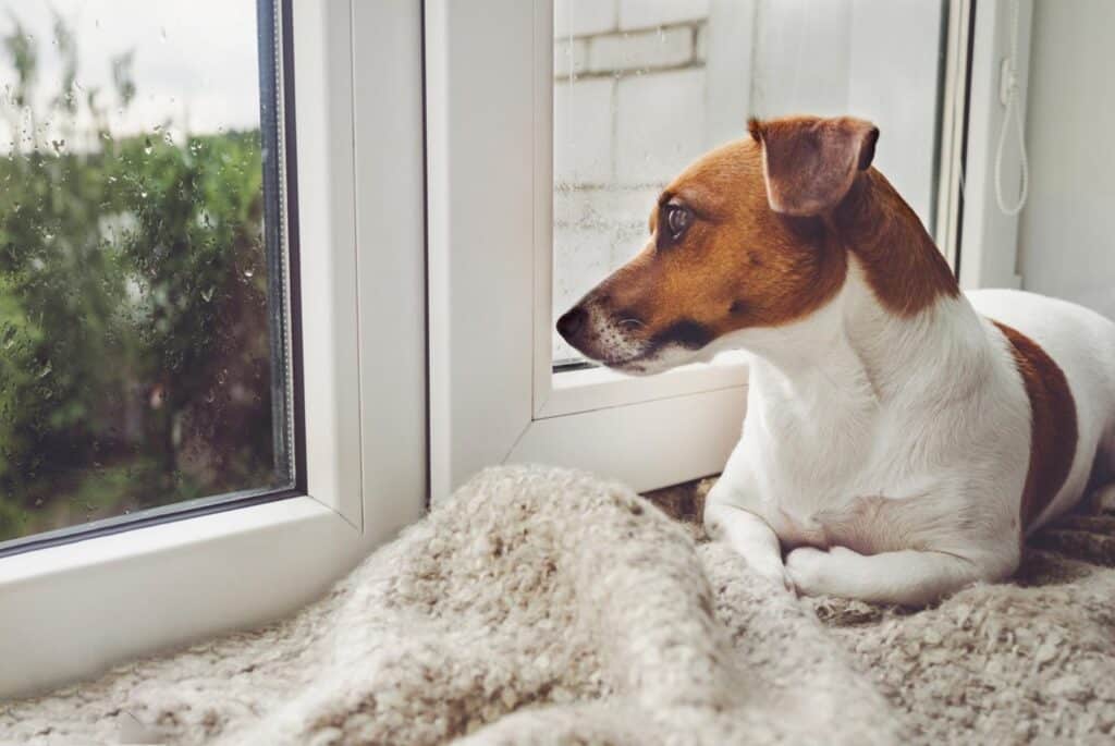 Dog waiting at the window - photo by ulkas istock
