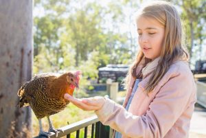 Girl feeding backyard hen - thurtell - getty images signature