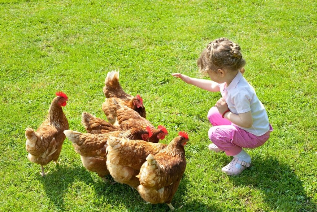 Little girl feeding chickens on a green lawn - fotokostic | getty images
