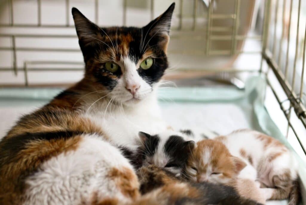 Mother cat and her kittens in a cage - salinde from getty images