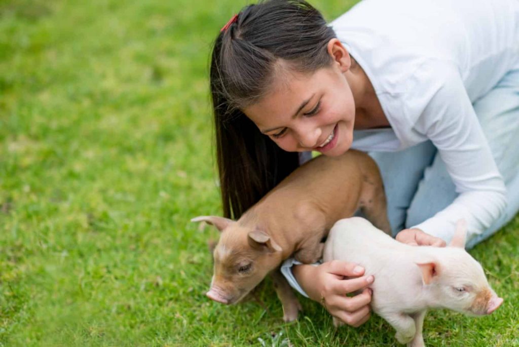 Young girl playing with tiny piglets - adresr - getty images signature